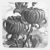 Chrysanthemum Black & White Square Stickers (Vorderseite)