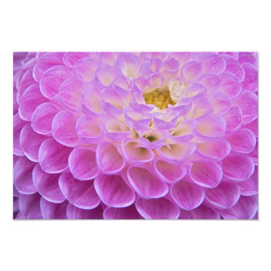 Chrysanthemum-Blume, die Grabstätte in Fotodruck (Vorne)