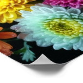 Chrysanthemum Blume Farbenfrohe Blossom Dekoration (Ecke)