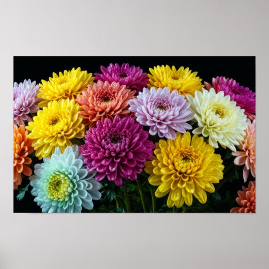 Chrysanthemum Blume Farbenfrohe Blossom Dekoration (Vorne)