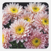 Chrysanthemum Blume Farbenfrohe Blossom Dekoration Quadratischer Aufkleber (Vorderseite)