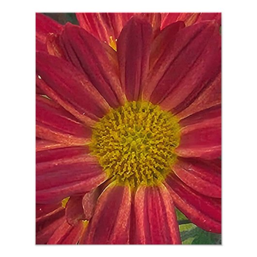 Chrysanthemum-Blume Fotodruck (Vorne)