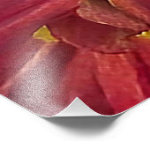 Chrysanthemum-Blume Fotodruck (Ecke)