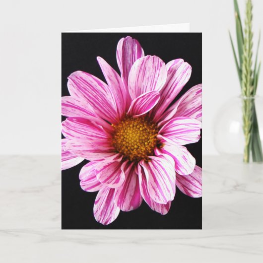 Chrysanthemum Blume gccnm Karte (Vorderseite)