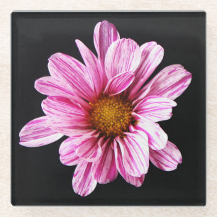 Chrysanthemum Blume Küstenercna Glasuntersetzer