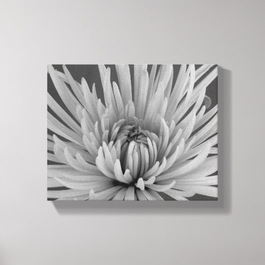 Chrysanthemum-Blume Leinwanddruck (Vorderseite)