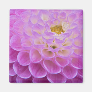 Chrysanthemum-Blume mit Grabstätte in Magnet