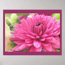 Chrysanthemum Blume Mums Blume Foto Poster