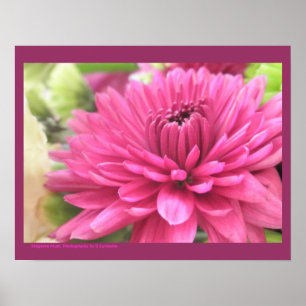 Chrysanthemum Blume Mums Blume Foto Poster
