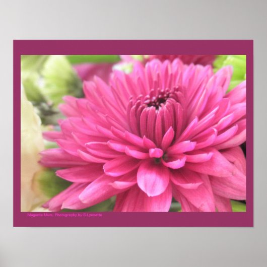 Chrysanthemum Blume Mums Blume Foto Poster (Vorne)