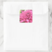 Chrysanthemum Blume Mums Blume Foto Quadratischer Aufkleber (Tasche)