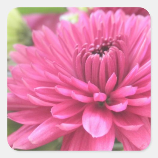 Chrysanthemum Blume Mums Blume Foto Quadratischer Aufkleber (Vorderseite)