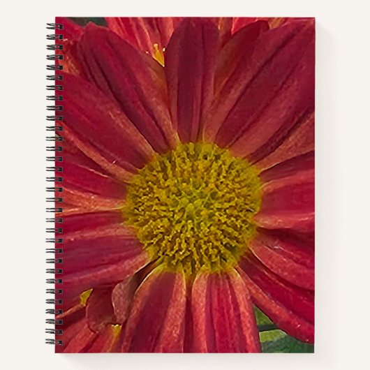 Chrysanthemum-Blume Notizblock (Vorderseite)