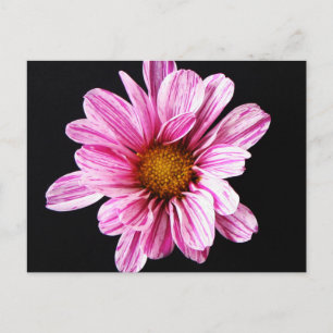Chrysanthemum Blume pccna Postkarte