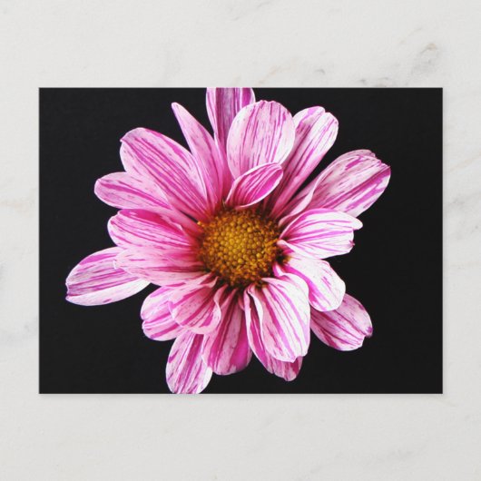 Chrysanthemum Blume pccna Postkarte (Vorderseite)