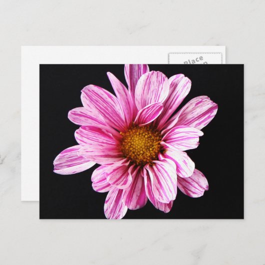 Chrysanthemum Blume pccnm Postkarte (Vorne/Hinten)