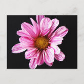 Chrysanthemum Blume pccnm Postkarte (Vorderseite)