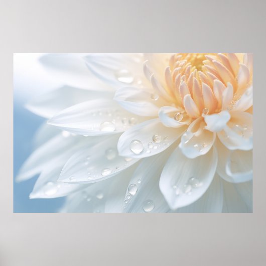 Chrysanthemum Blume Petal Nature Poster (Vorne)