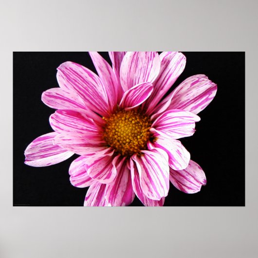 Chrysanthemum-Blume Poster (Vorne)