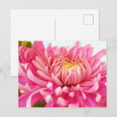 Chrysanthemum-Blume Postkarte (Vorne/Hinten)