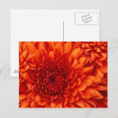 Chrysanthemum-Blume Postkarte (Vorne/Hinten)