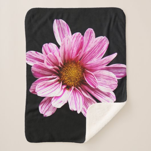 Chrysanthemum-Blume Sherpadecke (Vorderseite)