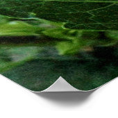 Chrysanthemum, Bute Park, Cardiff, Wales Poster (Ecke)