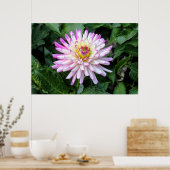 Chrysanthemum, Bute Park, Cardiff, Wales Poster (Küche)