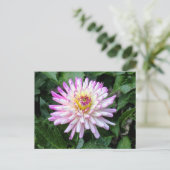 Chrysanthemum, Bute Park, Cardiff, Wales Postkarte (Stehend Vorderseite)