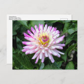 Chrysanthemum, Bute Park, Cardiff, Wales Postkarte (Vorne/Hinten)