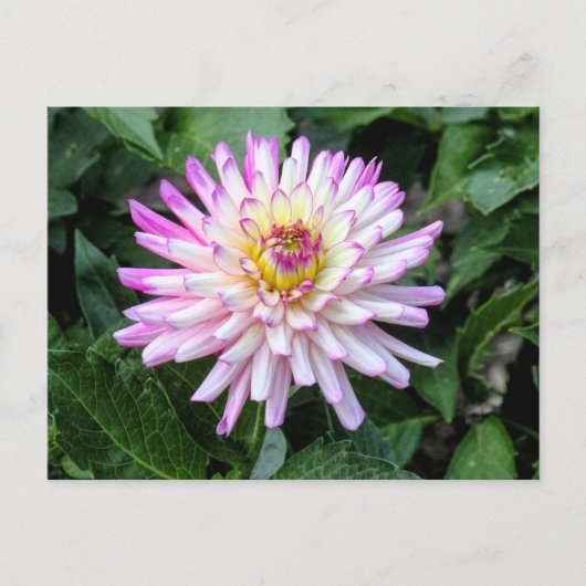 Chrysanthemum, Bute Park, Cardiff, Wales Postkarte (Vorderseite)