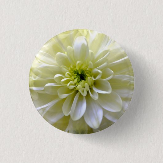 CHRYSANTHEMUM BUTTON (Vorderseite)
