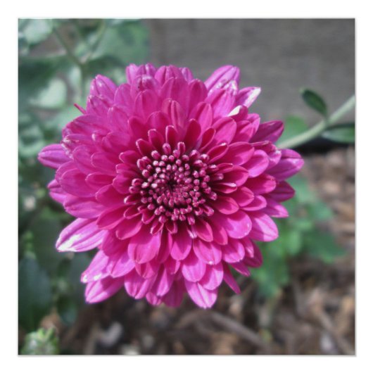 Chrysanthemum Dark Red Blume Poster (Vorderseite)