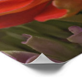 Chrysanthemum flower poster (Ecke)