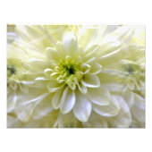 CHRYSANTHEMUM FOTODRUCK (Vorne)