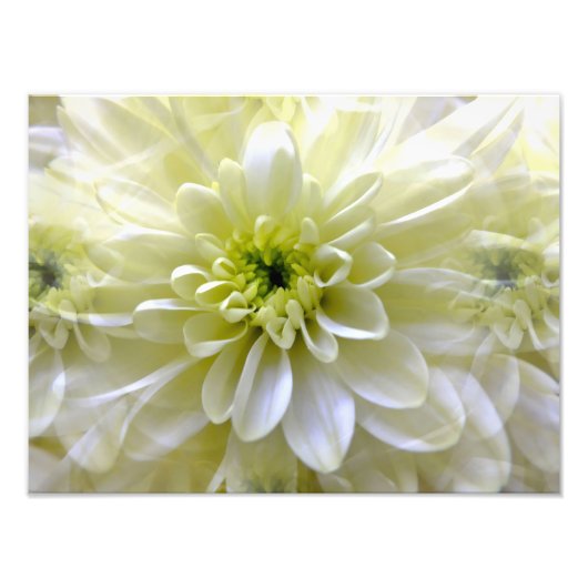 CHRYSANTHEMUM FOTODRUCK (Vorne)