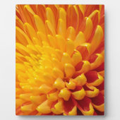Chrysanthemum Fotoplatte (Vorderseite)