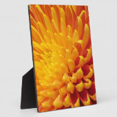 Chrysanthemum Fotoplatte (Seite)