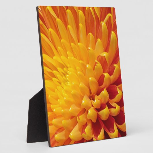 Chrysanthemum Fotoplatte (Seite)