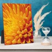 Chrysanthemum Fotoplatte (Seite)