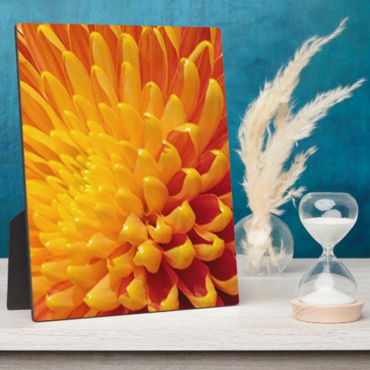 Chrysanthemum Fotoplatte (Seite)