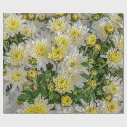 Chrysanthemum Geschenkpapier (Flach)