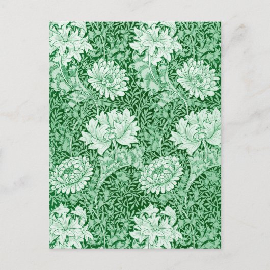 Chrysanthemum Green, Postkarte (Vorderseite)