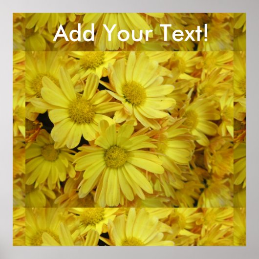 Chrysanthemum Group Pflanzen Yellow Poster (Vorne)