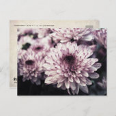 Chrysanthemum I Postkarte (Vorne/Hinten)