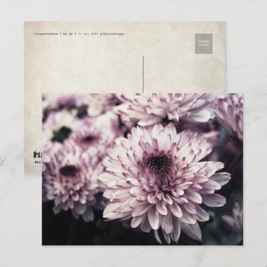 Chrysanthemum I Postkarte (Vorne/Hinten)
