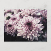 Chrysanthemum I Postkarte (Vorderseite)
