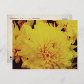 Chrysanthemum II Postkarte (Vorne/Hinten)