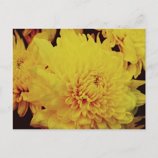 Chrysanthemum II Postkarte (Vorderseite)