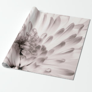Chrysanthemum in voller Blüte. Nahes Flo-Makro Geschenkpapier